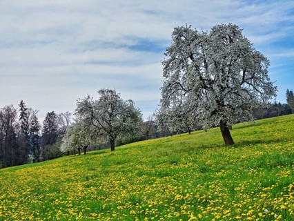 Field of flowering dandelions and pear trees (Pyrus communis), Beinwil, Freiamt, Canton Aargau,