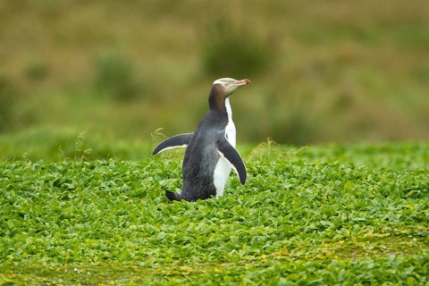 Yellow-eyed Penguin (Megadyptes antipodes), Enderby Island, Auckland Islands Archipelago, New