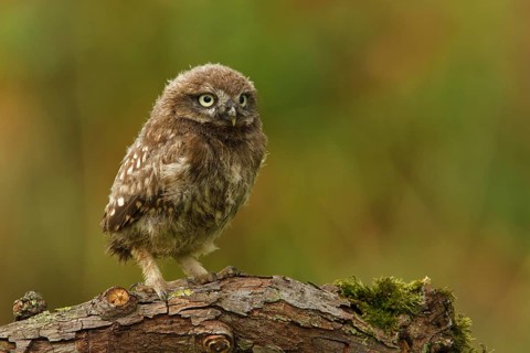 Little Owl (Athene noctua), Utrecht, Netherlands