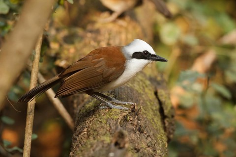 White-crested Laughingthrush (Garrulax leucolophus), Kaeng Krachan, Thailand, Asia