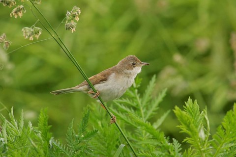 Common Whitethroat (Sylvia communis) female, Lower Saxony, Germany, Europe