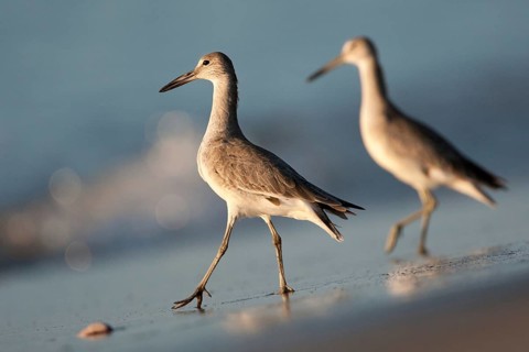 Willet (Tringa semipalmata), El Farallon del Chiru, Panama, Central America