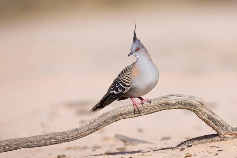 Crested Pigeon (Ocyphaps lophotes) perched on a dried branch on ground, Victoria, Australia,