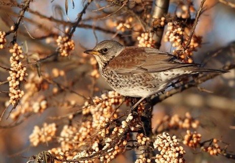 Fieldfare (Turdus pilaris), Mecklenburg-Western Pomerania, Germany, Europe