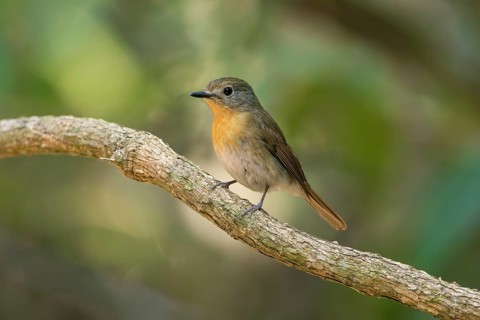 Hainan Blue Flycatcher (Cyornis hainanus klossi) female, Di Linh, Vietnam, Asia