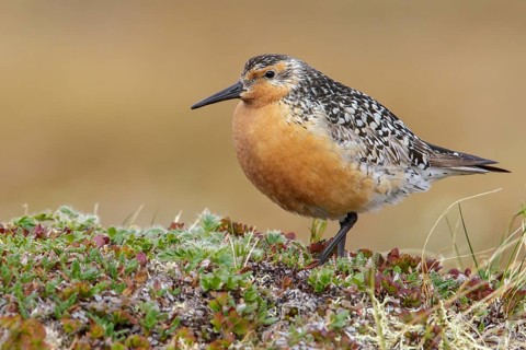 Red Knot (Calidris canutus) perched on the tundra in Nome, Alaska