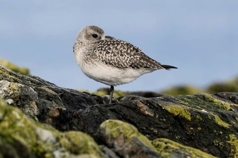 Grey Plover (Pluvialis squatarola), British Columbia, Canada, North America
