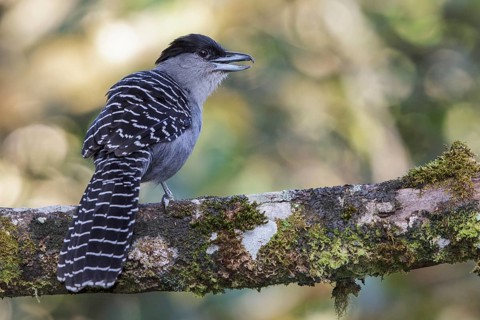 Giant Antshrike (Batara cinerea) perched on a branch in the Atlantic rainforest of southeast Brazil