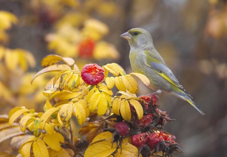 European Greenfinch (Chloris chloris), Mecklenburg-Western Pomerania, Germany, Europe