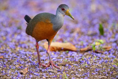 Grey-necked wood rail (Aramides cajanea) Pantanal Brazil