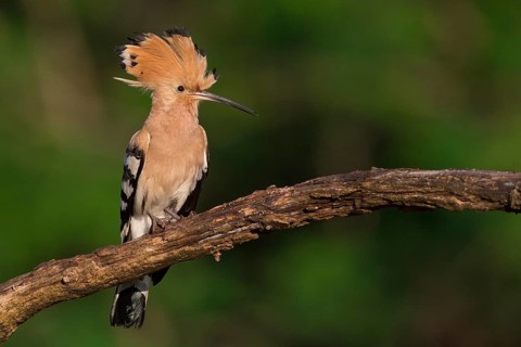 Eurasian Hoopoe (Upupa epops) male perched on a branch, Subotica, Serbia, Europe