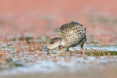 Grey Teal (Anas gracilis) feeding, Victoria, Australia, Oceania