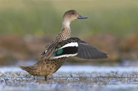 Grey Teal (Anas gracilis), Victoria, Australia, Oceania