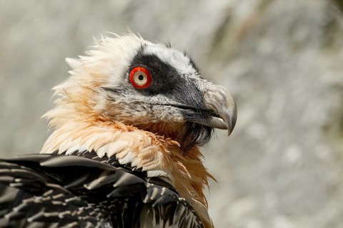 Bearded Vulture (Gypaetus barbatus)