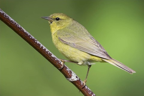Orange-crowned Warbler (Leiothlypis celata), British Columbia, Canada, North America