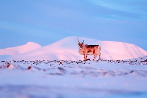 Winter landscape with reindeer. Wild Reindeer, Rangifer tarandus, with massive antlers in snow,