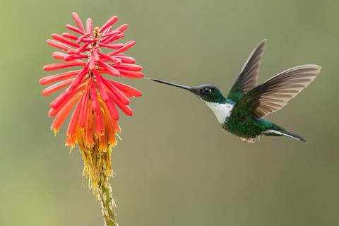 Collared Inca (Coeligena torquata) feeding at a flower in Colombia, South America