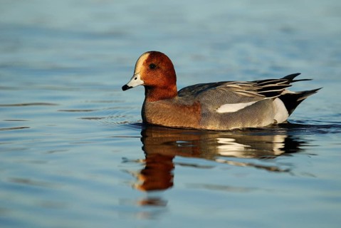 Eurasian Wigeon (Mareca penelope) male, Arizona, USA, North America