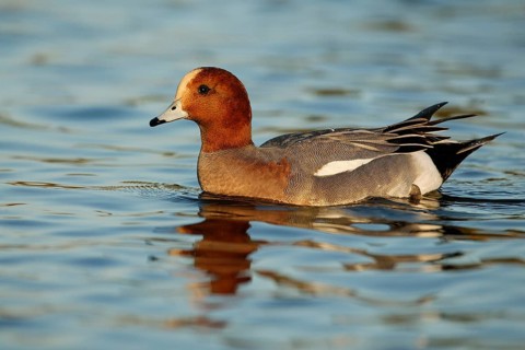 Eurasian Wigeon (Mareca penelope) male, Arizona, USA, North America