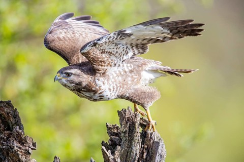 Common buzzard (Buteo buteo) Germany