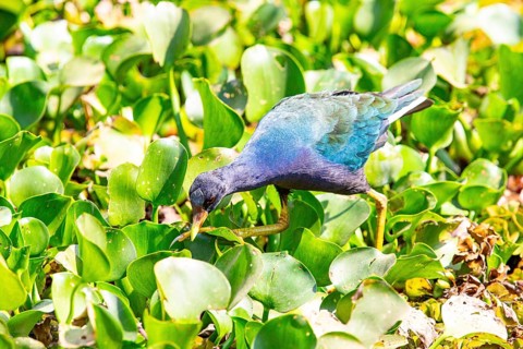 American purple gallinule (Porphyrio martinicus) Pantanal Brazil