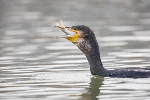 Cormorant (Phalacrocorax carbo) catching fish Germany