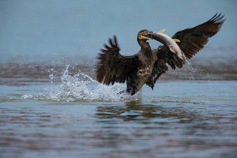 Cormorant (Phalacrocorax carbo) catching fish Germany