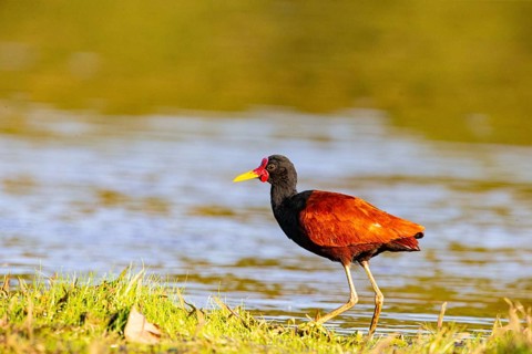 Red-fronted leaflet (Jacana jacana) Pantanal Brazil