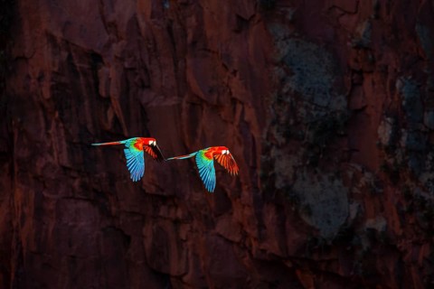 Red-and-green macaw (Ara chloropterus) Buraco das Araras Brazil