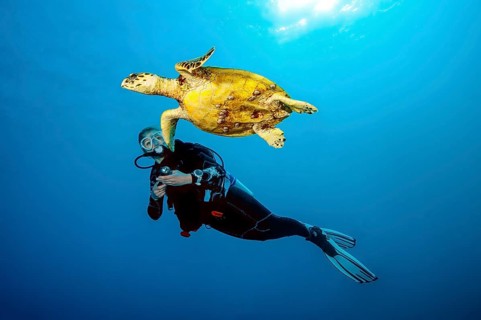 Underwater photo of diver swimming close to observed looking at Hawksbill sea turtle (Eretmochelys