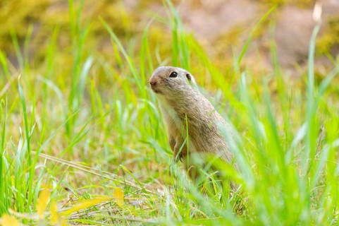 European ground squirrel (Spermophilus citellus) on a meadwo, Bavaria, Germany, Europe