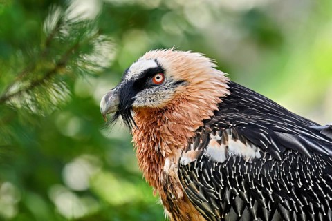 Bearded vulture or lammergeier (Gypaetus barbatus), portrait, captive, Canton Schwyz, Switzerland,