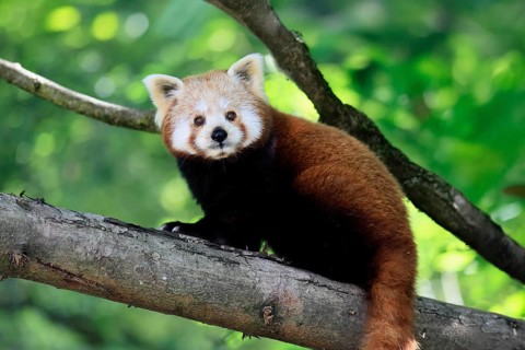 Western Red panda (Ailurus fulgens), adult, on tree, Himalayas, Central Asia