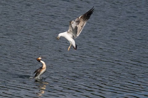 Mediterranean gull (Larus michahellis) attacking a great crested grebe (Podiceps cristatus), Hesse,