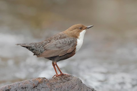 White-throated Dipper (Cinclus cinclus) on a stone on the bank of a river, wildlife, nature