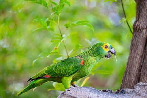 Blue-fronted Amazon (Amazona aestiva (Pantanal Brazil