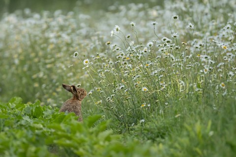 European brown hare (Lepus europaeus) adult animal on the edge of a farmland sugar beet field