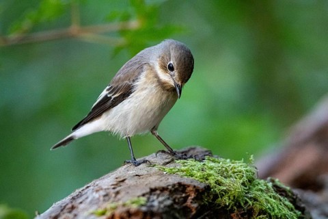 Pied Flycatcher (Ficedula hypoleuca) Germany