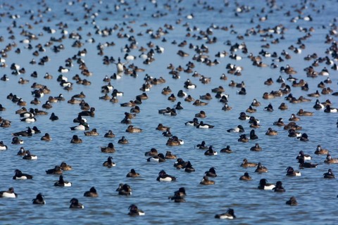 Greater Scaup & Tufted Duck (Aythya marila & Aythya fuligula) huge group on a lake,