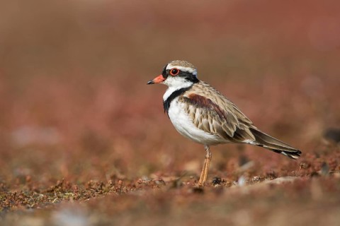 Black-fronted Dotterel (Elseyornis melanops), Victoria, Australia, Oceania