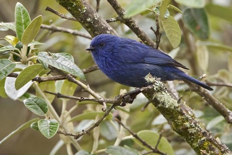 Tit-like Dacnis (Xenodacnis parina), Ecuador, South America