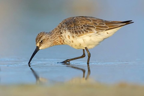 Curlew sandpiper (Calidris ferruginea), snipe family, East Khawr / Khawr Ad Dahariz, Salalah,