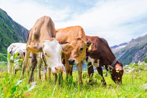 Several cows of different colours grazing on a green meadow surrounded by mountains, Klein Tibet,