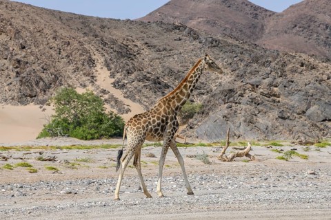 Angola giraffe (Giraffa camelopardalis angolensis) in the Hoanib dry river, Kaokoveld, Kunene