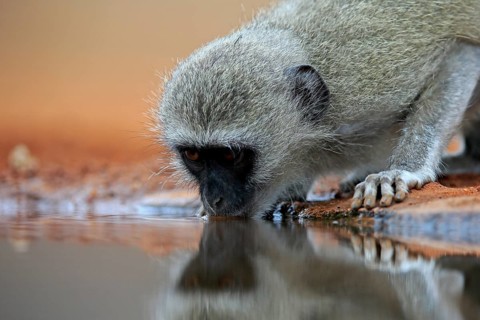 Vervet Monkey (Chlorocebus pygerythrus), adult, drinking, portrait, at the water, Kruger National