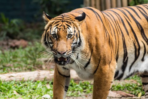 Waiting tiger in a zoo in malaysia