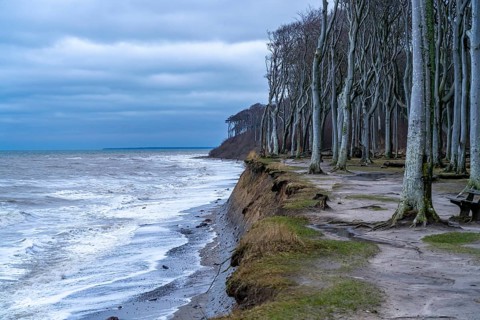Beach, cliffs and ghostly forest in the Baltic seaside resort of Nienhagen, Mecklenburg-Vorpommern,