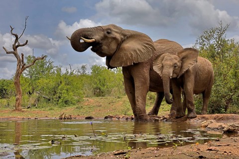 African elephant (Loxodonta africana), adult, bull, male, young, bull with young, at the water,