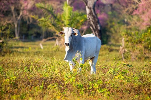 Brahminy cattle (Bos primigenius indicus) Pantanal Brazil