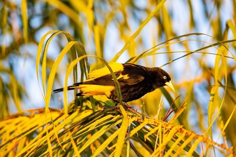 Yellow-rumped cacique (Cacicus cela) Pantanal Brazil